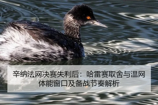 辛纳法网决赛失利后：哈雷赛取舍与温网体能窗口及备战节奏解析